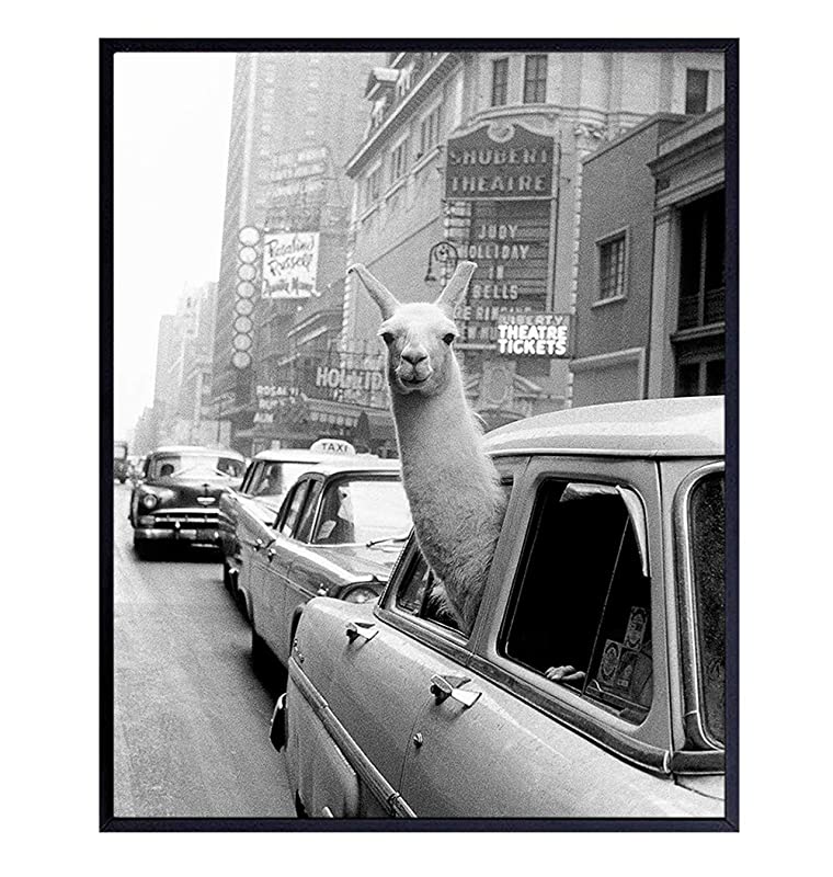 New York City Photograph - Llama in NYC Taxi Wall Art Photo - 8x10 Picture Print - Gift for New Yorker, NY, Big Apple, Manhattan Fans - Unframed Poster