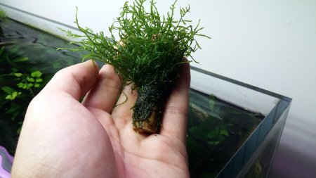 LUFFY Bamboo Flame Moss- Plant on Bamboo Stick Great Hideout for Fish Tie to Driftwood Turn on the Heat Grows Towards the Light