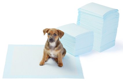 AmazonBasics Pet Training and Puppy Pads, Regular
