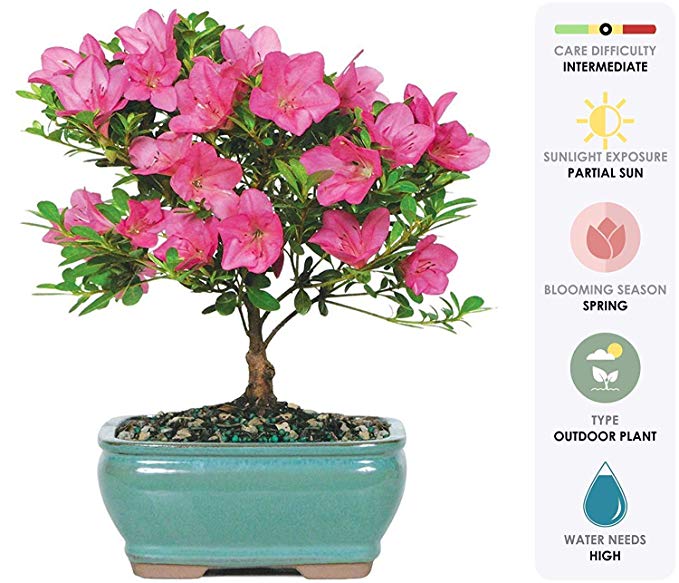Brussel's Bonsai Live Satsuki Azalea Outdoor Bonsai Tree - 5 Years Old; 6" to 8" Tall with Decorative Container