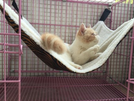 Cat Hammock - Ideal For Cats, Ferret, Rat, Chinchilla, Rabbit, Small Dogs - Pet Cage Hammock - 3 Colors