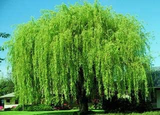 4 Bright Green Weeping Willow Cuttings, Grow 4 Trees - Wisconsin Weeping Willow Root Stock