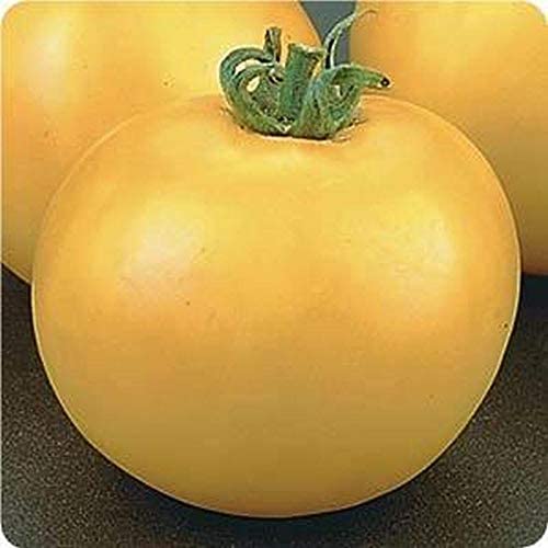 Lemon Boy Tomato F1 Hybrid Seeds (25 Seeds)