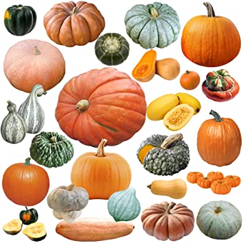 Mixed!!! 50  Pumpkin and Winter Squash Mix Seeds Non-GMO 25 Varieties Delicious Grown in USA. Rare, Super Profilic and Delicious!