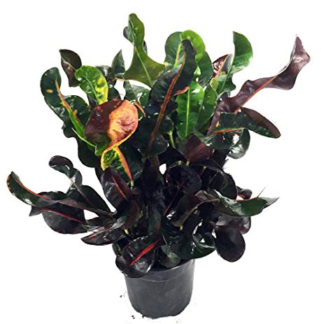 Dreadlocks/Mammey Croton - 6" Pot - Colorful House Plant - Easy to Grow