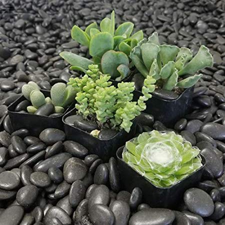 SucCuteLents 5 Pack - Real Live Unique Succulent Plants Fully Rooted in Soil with Planter Pots - Premium Potted House Plant Succulents Cactus Decor (Green)