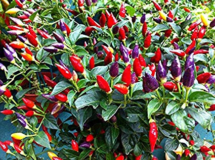Ornamental Hot Chili Dwarf Pepper Mix Seeds Masquerade Rare up to 30 Seeds