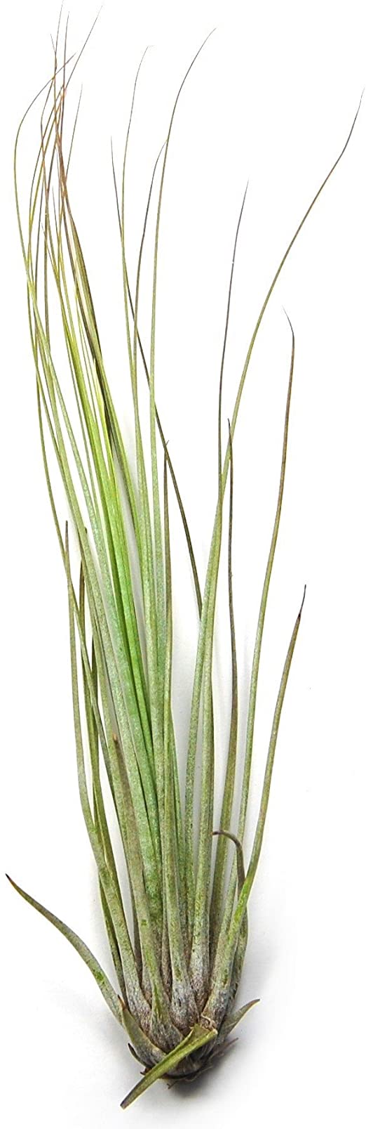 Air Plant Pack of 5 Juncifolia Air Plants - 30 Day Air Plant Guarantee - Free Air Plant Care & Design ebook with every order