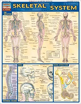 Skeletal System (Quick Study Academic)