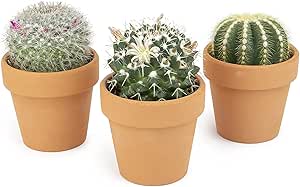 Cactus Plants Live in Clay Pots for Plants (3 PK), Live Cactus in Cactus Soil Potting Mix, Mini Cactus Succulents Plants Live Cacti, Cactus Live Succulents in Succulent Cactus Pot by Plants for Pets