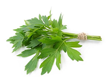 Lovage Herb - Celery Taste - Levisticum officinale - 3" Pot