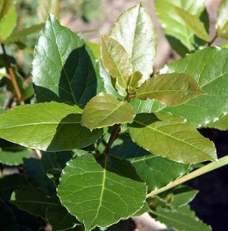 Hirt's Sweet Bay Laurel Herb -Laurus nobilis- 4" pot