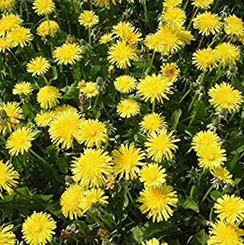 Wildflower - Dandelion - 5000 Seeds