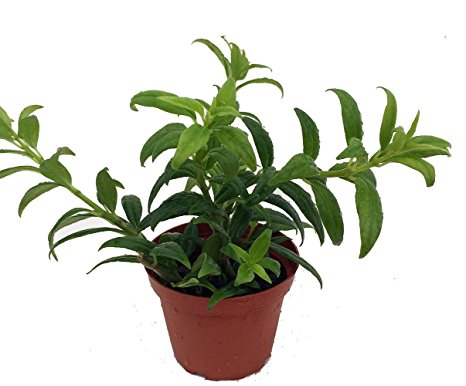 Hirt's Goldfish Plant - 4" Pot - Blooms Frequently!