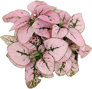 Hypoestes Phyllostachya Pink Splash (4" Grower Pot) - Healthy Houseplant - Easy Care Indoor Houseplant