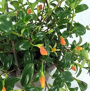 9GreenBox Goldfish Plant - 6" Hanging Basket