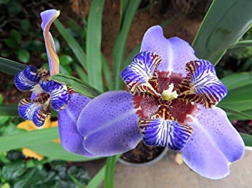 Blue Walking Iris - Giant Apostle's Iris - Neomarica - Indoors/Out - 4" Pot
