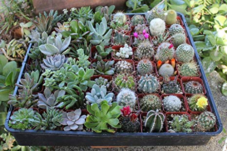 Awesome Collection of THIRTY SIX (36) Unique Cactus and Succulents No Two Alike