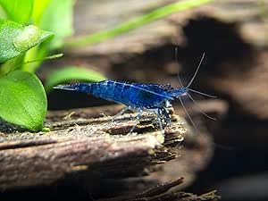 Aquatic Arts 5 Live Freshwater Dream Blue Velvet Shrimp (Neocaridina davidi) - Breeding Age Adults at 1/2 to 1 Inch Long
