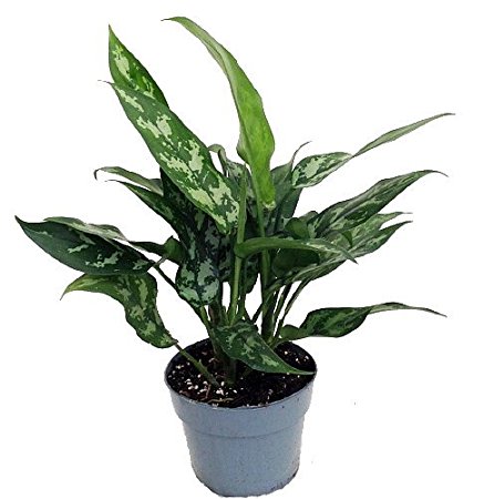 Maria Chinese Evergreen Plant - Aglaonema - Low Light - 6" Pot