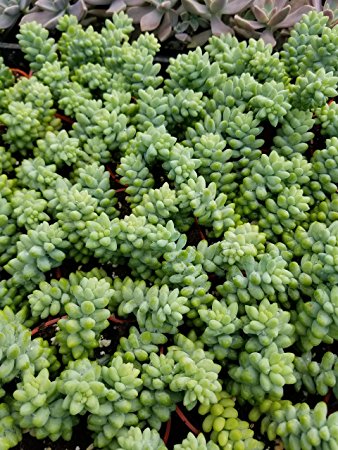 Sedum hybrid 'Burrito' 3.5"