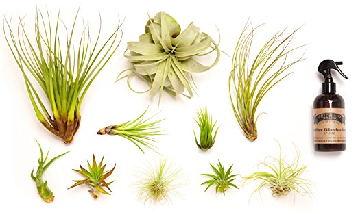 Hinterland Trading Air Plant Collector's Edition Set