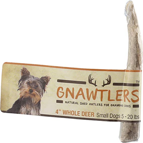 Gnawtlers - Premium Deer Antlers For Dogs, Naturally Shed Deer Antlers, All Natural Deer Antler Dog Chew, Specially Selected From The Heartland Regions