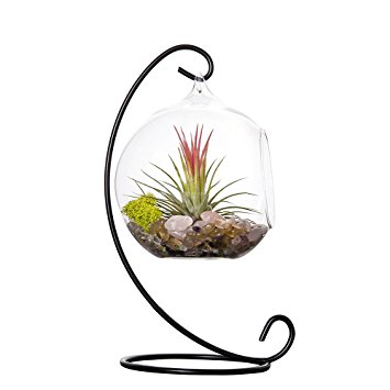 Mkono Glass Vase Plant Terrarium with Metal Stand, 1 Globe