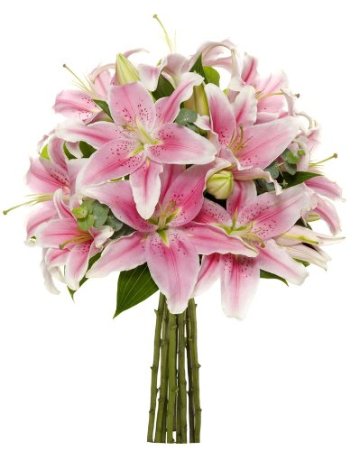 Benchmark Bouquets 8 Stem Stargazer Lily Bunch No Vase