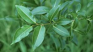 2 Bay Leaf Willow Tree Cuttings - Grow Rare Bay Leaf Willow