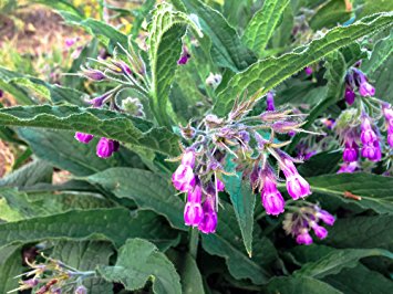 All Good Things Organic Seeds True Comfrey Seeds (~15): Certified Organic, Non-GMO, Heirloom, Open Pollinated Seeds from the United States