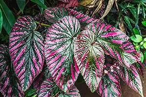 Festiva Caladium Bulbs for Planting - Perennial Hosta, Elephant Ears, Fancy (6 Bulbs)