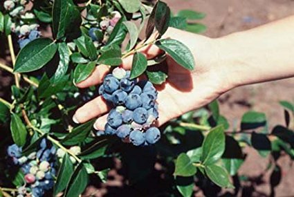 2 Blueray Blueberry Plant-- up to 20 Lbs Per Mature Plant! Nice 4 inch Pot Starter Plants. Currently Dormant (no leaves, still fine to plant for Spring!)
