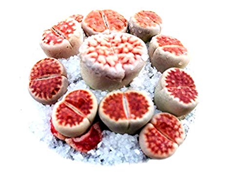 Rare Authentic Exotic Karasmontana V Mickbergensis VAR Red Top Seeds with Germination Guarantee - Freshly Harvest Premium Quality – Mini Live Lithops   Germination Kit Included