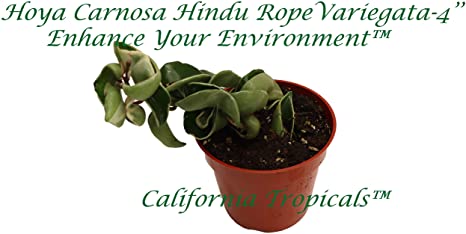 Hindu Rope Hoya Variegated - 4" from California Tropicals