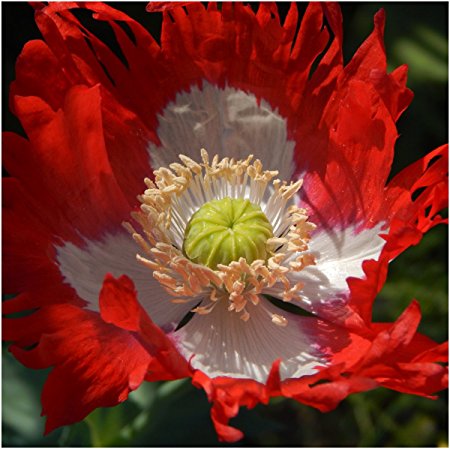 Package of 10,000 Seeds, Danish Flag Poppy (Papaver somniferum) Open Pollinated Seeds by Seed Needs