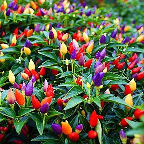 5 Color Pepper Plant Seeds for Planting | 25  Seeds | Exotic Garden Seeds to Grow Multicolored Peppers | Amazing