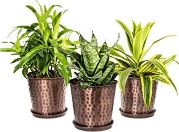 Monarch Abode 20610 Copper Finish (Set of 3) Indoor Flower Succulent Pots Planter with Drainage Hole