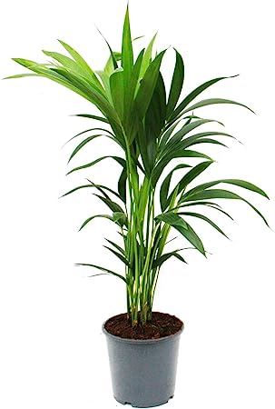 Kentia Palm, Howea forsteriana, 19cm, Approx. 80cm high