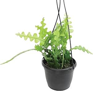 Zigzag Fishbone Cactus Plants Hanging Basket, Epiphyllum Plant, RIC Rac Cactus Plants Live Succulents Plants Live Houseplants, House Plants Indoors Live Indoor House Plants by Plants for Pets