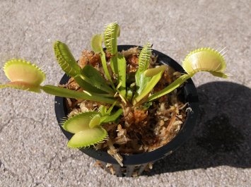 Adult Sized Venus Flytrap - Fly Trap - (Dionaea Muscipula) Carnivorous Plant 3 inch pot