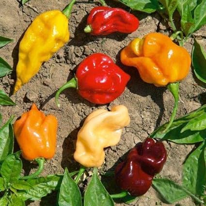 Special! Pepper Seeds for Planting, Green and Red Bell Pepper Seeds, Non-GMO Heirloom Seeds Vegetable Seeds for Home Vegetable Garden and Hydronic Pods (40ct Hot Pepper Seeds-Habanero)