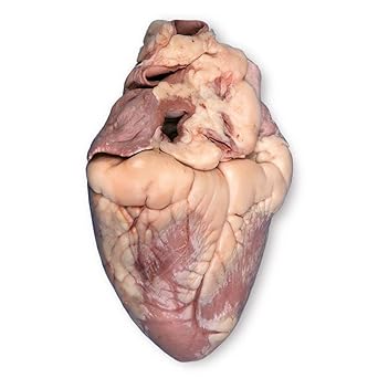 Perfect Solution Preserved Pig Heart, Plain, Pail