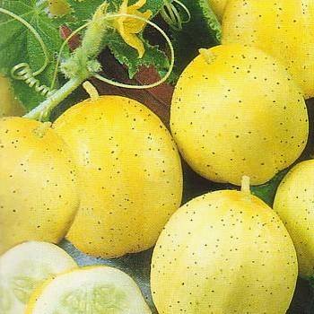 CUCUMBER - Lemon - 20 SEEDS [easy to grow]