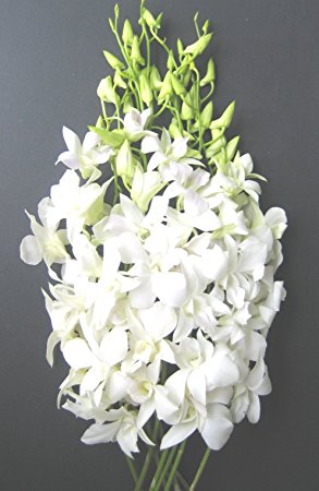 Fresh Flowers - Just Orchids White Dendrobium