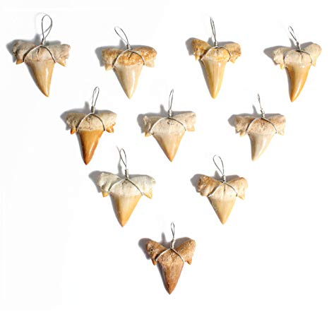 10 Wire Wrapped Fossilized Shark Teeth for Necklace - Shark Tooth Necklace Charm Pendant