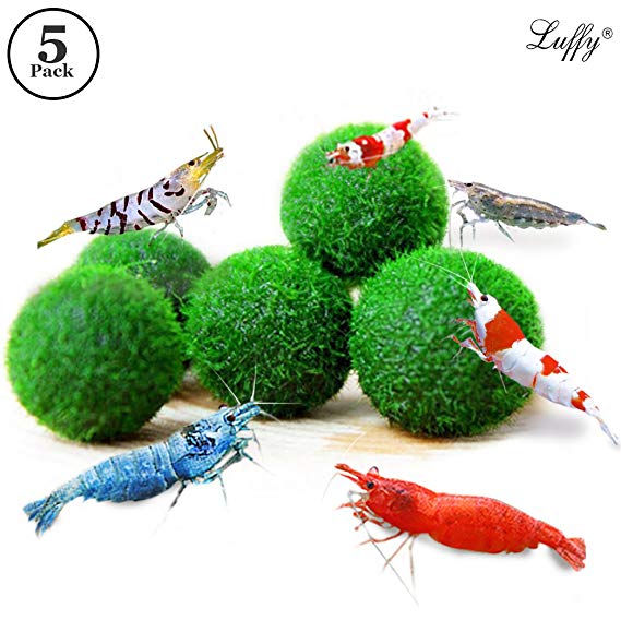 6 Nano Marimo Moss Balls by Luffy (0.6”) --- Provide Essential Nutrients - Filter & Purify Tank Water - Beautiful, Low Maintenance Aquatic Plants - Perfect for Shrimps to play and feed on