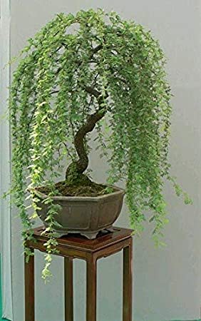 Green Weeping Willow Tree Cutting - Thick Trunk Start, A Must Have Dwarf Bonsai Material. Ships from Iowa, USA