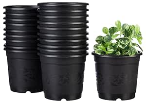 Amazon Brand - Solimo 100% Virgin Plastic Round Nursery Planter Pot | Indoor and Outdoor Flower Pot for Home/Office/Table/Garden/Balcony Decoration | 6 inch (Set of 20)