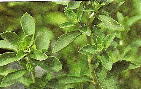 SD1561 Stevia Seeds, Stevia Herb Seeds, New Live Fresh Seeds (20 Seeds)